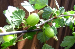 Young gooseberries fruiting