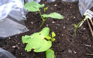 Spagna Bianco beans recovering from attack