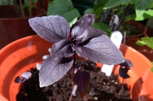 Colourful young basil