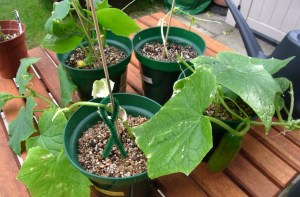 Cucumbers gathered ready for planting out