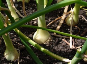 Over-wintered onions bulbing up quickly now