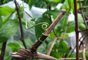 Pea plant tendrils gripping for support