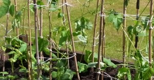 Bamboo and string supporting beans
