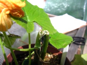 The plant has survived this break to its stem