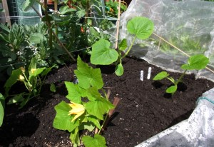 Newly planted out squash (left) and courgettes (right).