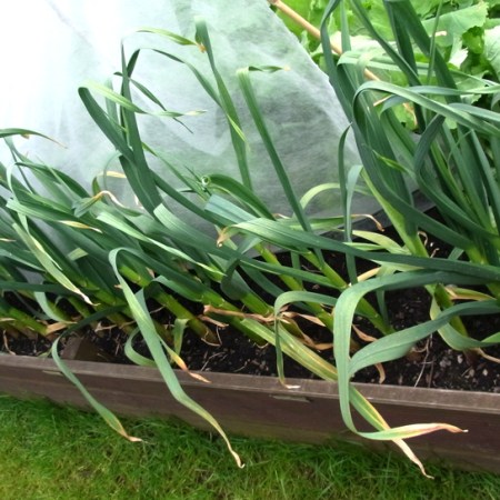 Garlic maturing well
