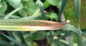 Yellowing/drying leaf tips