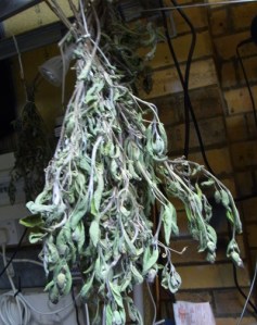 Sage drying out indoors