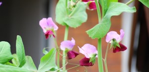 Colourful pea flowers