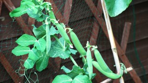 Douce Provence peas ready to pick