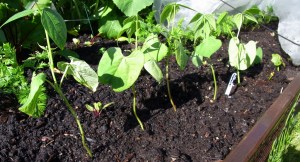 Castandel bean plants