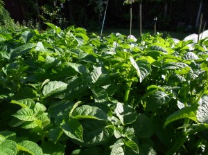 It's a jungle out there ..