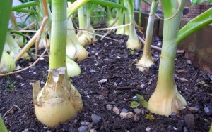 Over-wintered Japanese onions nearly ready