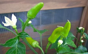 Young Hot Wax chillies