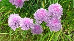 Pretty chive flowers, which are edible too