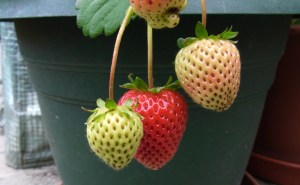 Strawberries tempting but not quite there yet