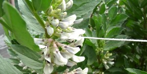 Broad bean flowers