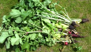 Radishes with lots of foliage