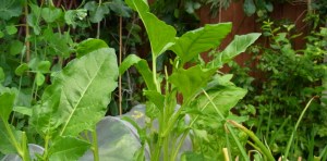 Perpetual spinach beet growing too leggy and not doing well