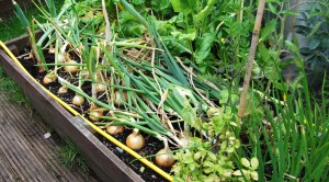 Onions flopped over = ready for picking