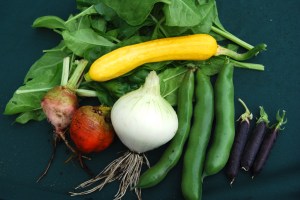 Vegetables picked for tonight's dinner