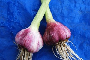 Beautiful Germidour garlic, just picked.