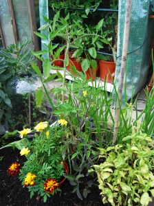 Tomato plants in good company