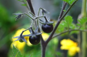 Black tomatoes of the Indigo Blue variety