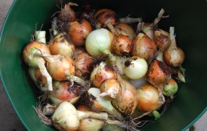 45 onions ready for drying
