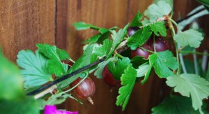 Gooseberries ripe for picking