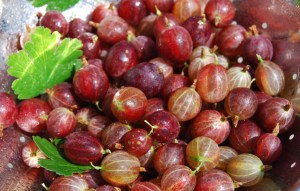 A good gooseberry harvest from a humble (cheap!) plant