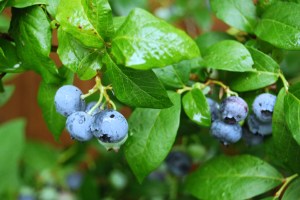 Blueberries turning blue
