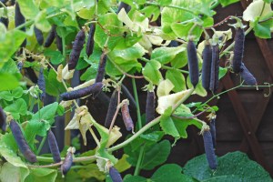 Prolific Blauwschokker peas
