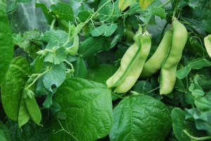 Bottom left: mangetout as they're intended. Right: what they grow into when left to grow.