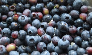 Picked, delicious and ready for freezing