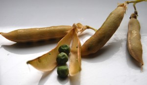 Dried out Douce Provence peas, which I'll sow for next year's crop