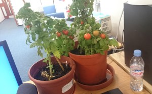 My new friend in the office: Tiny Tim.