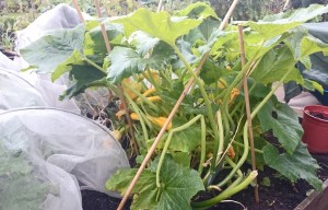 Very busy, leafy Zephyr courgette plants