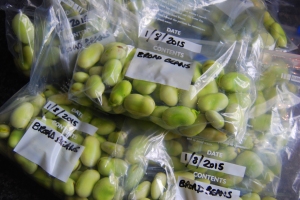 The Sutton broad beans ready for the freezer