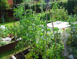 Some of the tomato plants in their new position outdoors