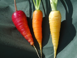'Rainbow mix' carrots , sown as a seed tape