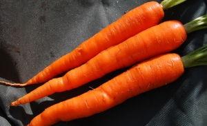 Some of today's Sugarsnax 54 carrots