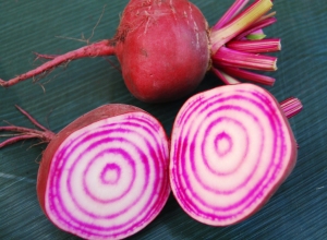 The famous stripes of Chioggia beetroot