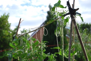 Tomato plants tied to frame for support