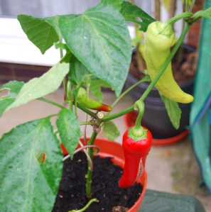 Semaroh sweet peppers. I love the multi-coloured ones.