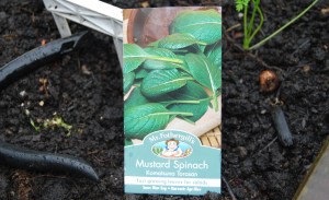 Mustard Spinach, sown today