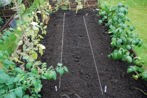String marks a row of radishes and another of broccoli raab