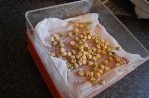 Pea shoots on the way
