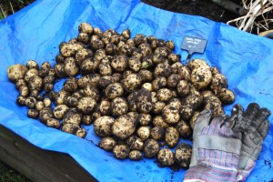 Maris Piper maincrop potatoes, just lifted.