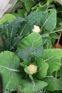 Igloo cauliflowers, starting to form